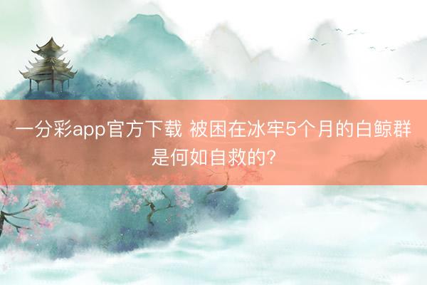 一分彩app官方下载 被困在冰牢5个月的白鲸群是何如自救的?