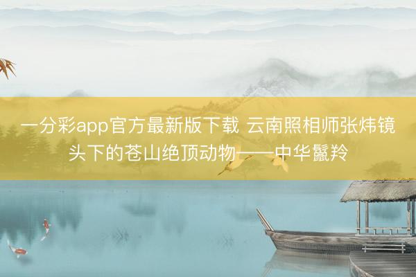 一分彩app官方最新版下载 云南照相师张炜镜头下的苍山绝顶动物——中华鬣羚